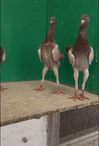 搞笑gif合搞笑动图gif合集88期:看一次笑一次,爆笑每一天!