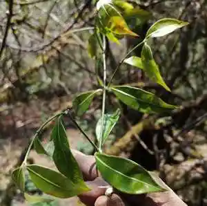 云南新鲜黑骨藤 滇杠柳 柳叶过山龙 乌骨草 黑骨藤新鲜包邮500克