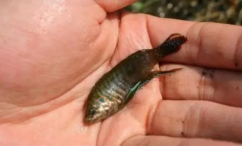 请问下面这些常见鱼都叫什么名字,学名是什么?