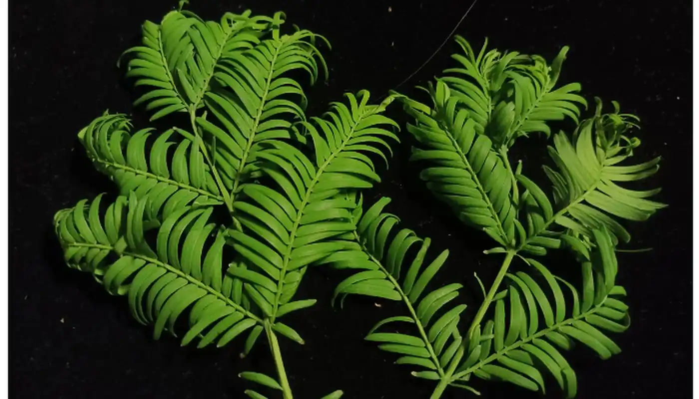 裸子植物 裸子植物的发展是非常久远的,是古生物的一种,最早出现在是