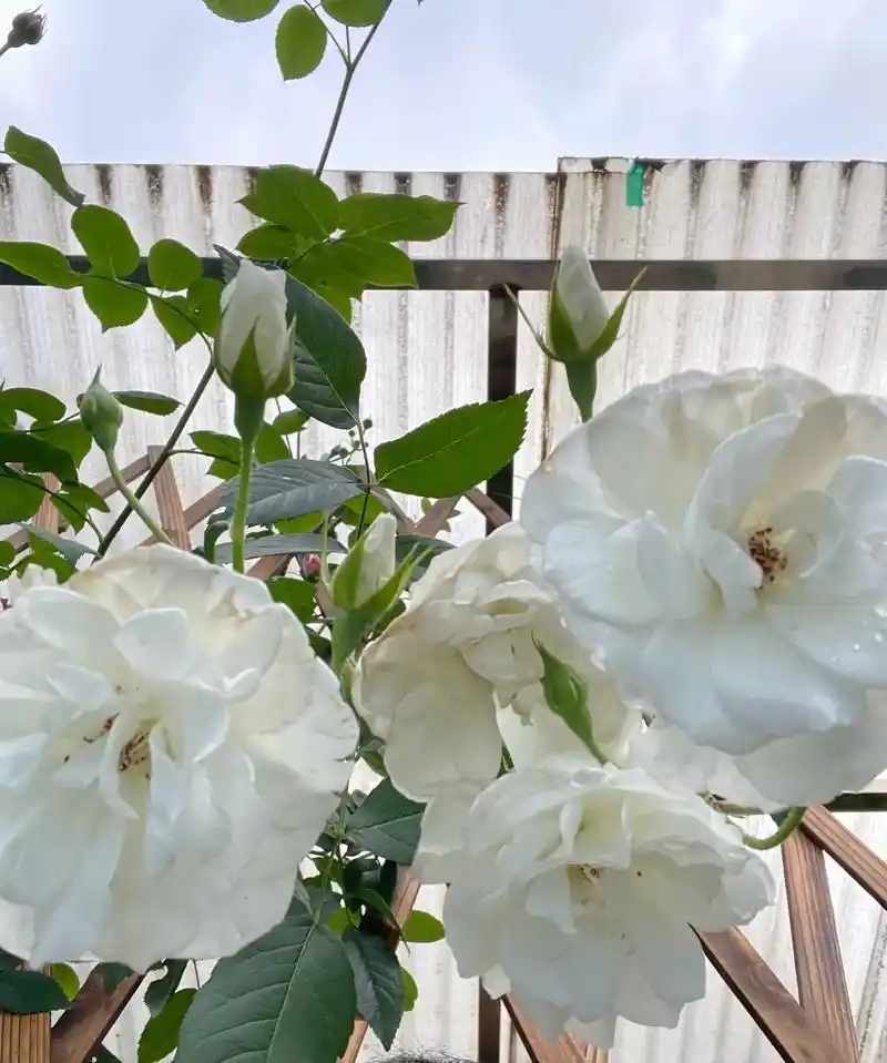 哪位月季大神帮我看一下,这是不是宿迁小白花呀?