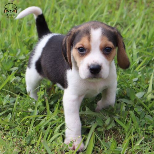 比格犬幼犬 宠物狗比格犬狗狗活体纯种双血统短毛猎兔犬比格鲁中小型