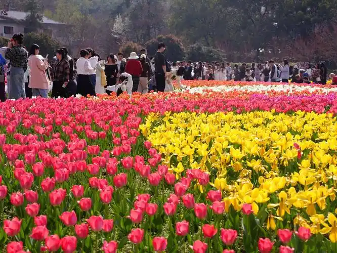 这对结婚的新人对幸福有了最好的诠释_植物园_戴君_湖南省