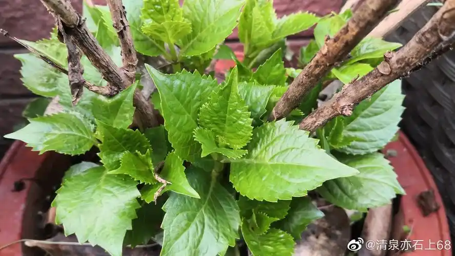 绣球花老枝新叶