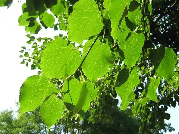 椴树叶,末端稍向一边歪斜,伸出一个小小的尖吻,和菩提树叶有几分相似