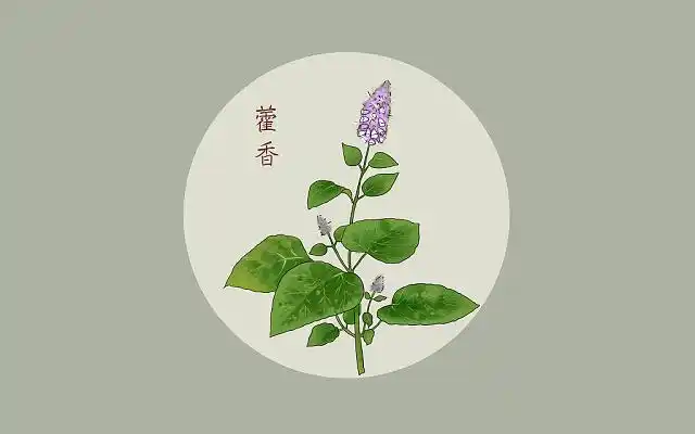 草药手绘png素材中草药本草纲目