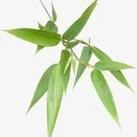 竹叶碧绿的头像_微信头像图片大全