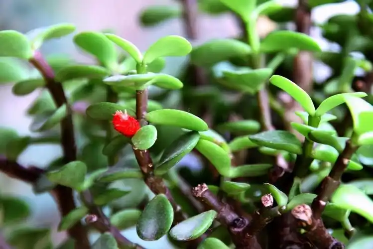 金枝玉叶植物(金枝玉叶怎么浇水)