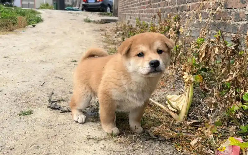 从朋友家带回一条小土狗,性格温顺,黄狗白脸很漂亮