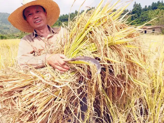 镇黄沙村贫困农民正在金色的稻田里收割中稻,脸上洋溢着丰收的喜悦