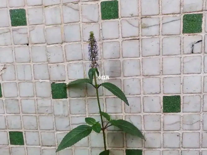 你们见过凉粉草开花吗