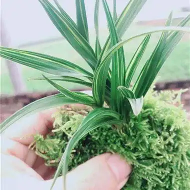 秦岭下坡的中矮型惠兰极品水晶中透艺 - 中国兰花交易网