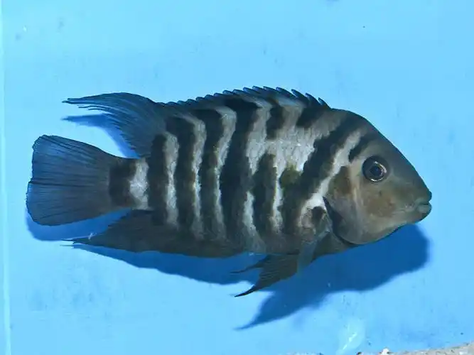 黑带娇丽鱼     amatitlania nigrofasciata ,俗称  九间菠萝