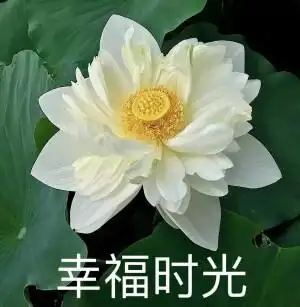 日常中老年头像