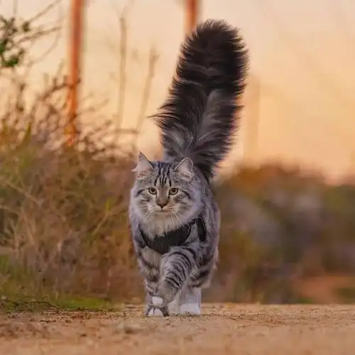 大尾巴西伯利亚森林猫可萌可霸气简直是行走的鸡毛掸子啊