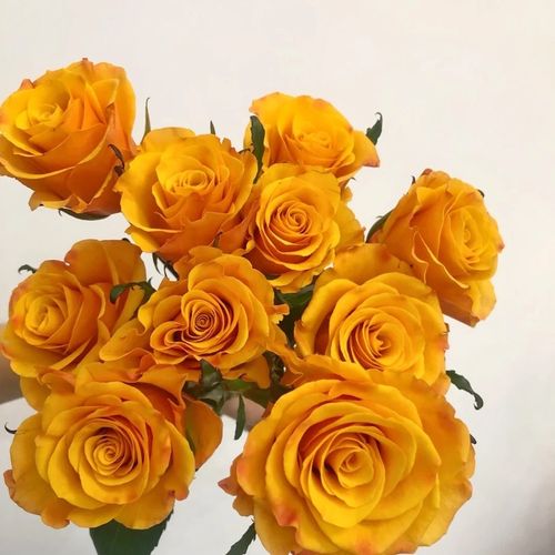 香妃辉煌朝晖霞慕斯太空玫瑰花新鲜切花柏拉图热带雨林珊瑚泡泡