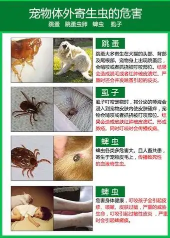 虱子怎么彻底去除猫咪,猫咪虱子怎么除掉干净