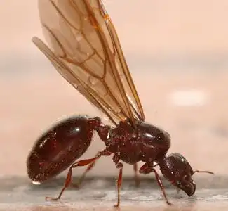 蚂蚁大有翅膀的大蚂蚁照片