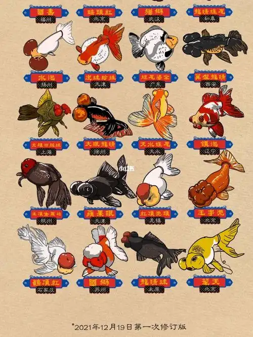 华夏大地,地大物博,五千年的手艺传承百家争鸣,金鱼品种足足400有余此