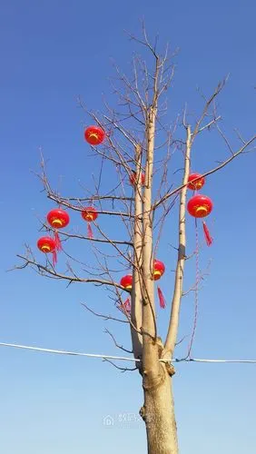 树上挂着红灯笼
