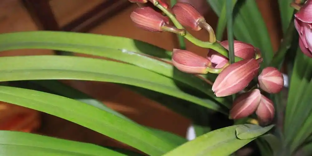 四种卫生间风水植物,摆上就能招财!
