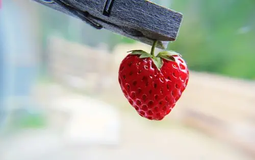 唯美清新的草莓高清桌面壁纸