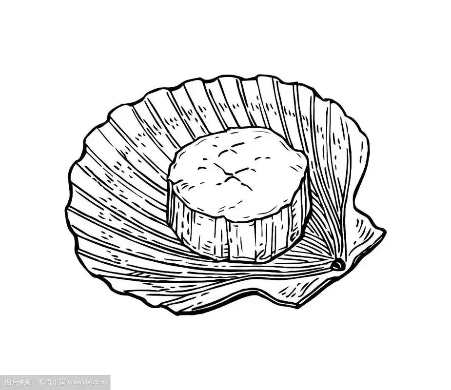 扇贝墨水草图