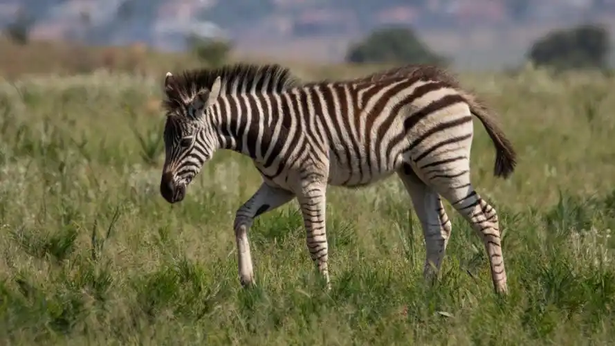 活泼可爱的斑马图片第10张