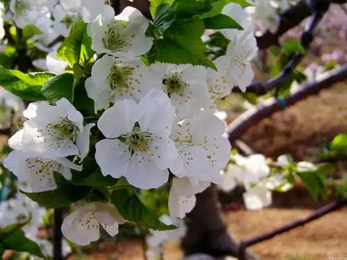 车厘子的花瓣是什么样子的?
