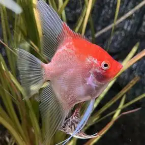 红魔神 燕鱼神仙鱼台系红魔大红袍埃及神仙包邮