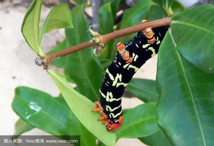 格林纳达鹰蛾毛虫