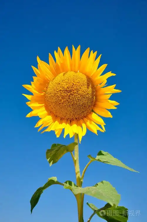 向日葵葵花籽向日葵色