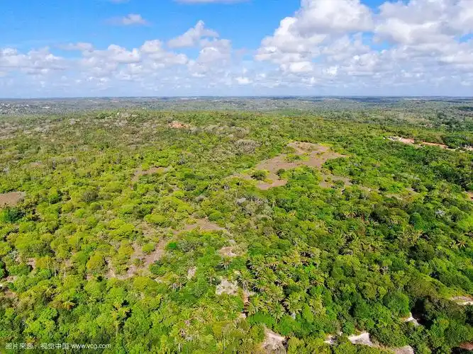 热带森林鸟瞰图,丛林在praia do forte,巴西.