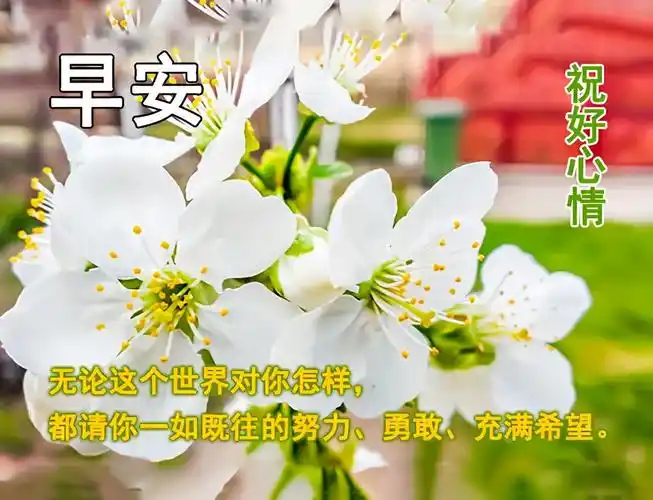 原创2021年早安好阳光祝福优美短句早上好好心情祝福语图片带字温馨