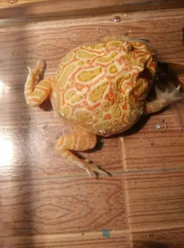 我买了只黄金血丝南瓜角蛙进口的,卖家从小养大的,现在大亚成,有拳头