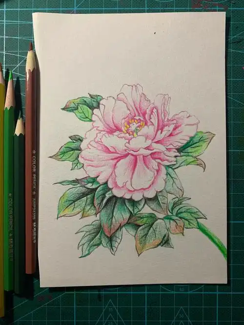 牡丹花彩铅