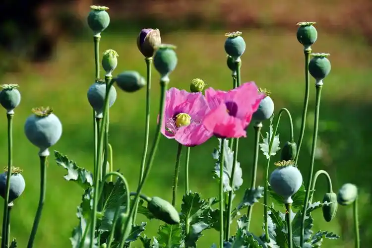 禁毒展-中关村在线摄影论坛