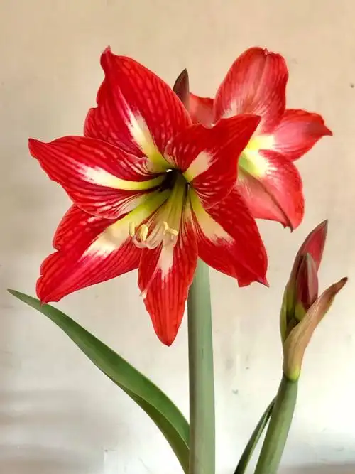 jiaj的美篇 高雅艳丽的朱顶红