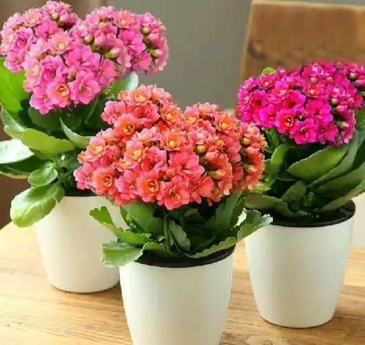 盆栽长寿花,即将"休眠期",夏天"别踩坑",睡醒开花多