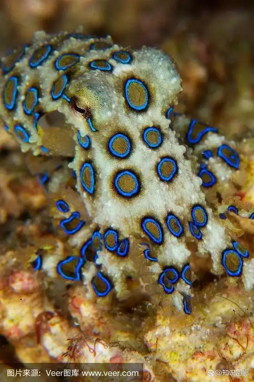 蓝环章鱼毒性最强的章鱼