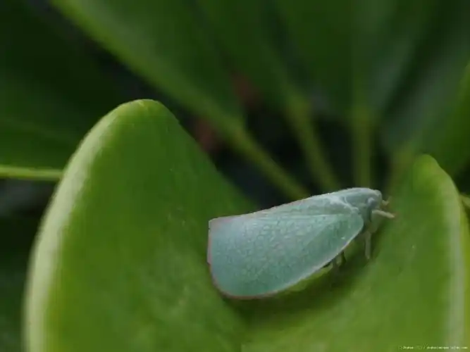 可怜的,被我认成了小扑棱蛾子的-drakos.▽642