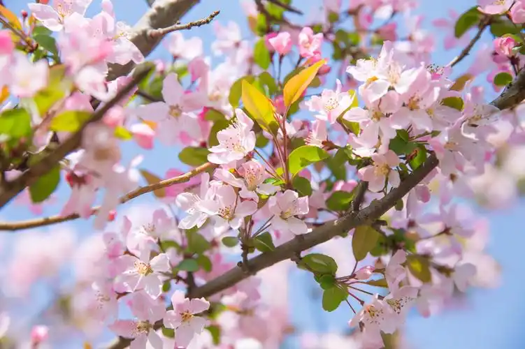 赞美海棠花的优美句子描写海棠花的唯美语录