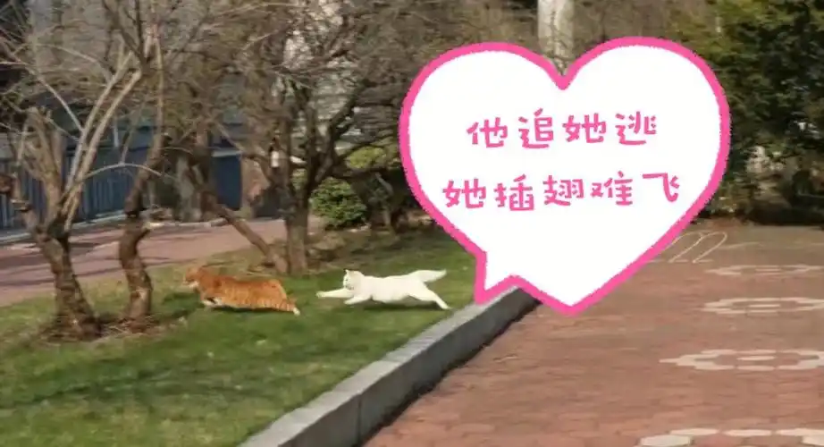 他追她逃她插翅难飞