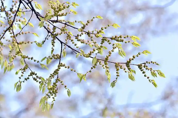 榉树 zelkova serrata,榆科 榉属(上海植物园)