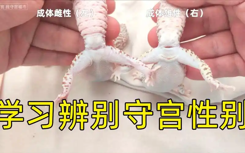 学习辨别豹纹守宫的性别 - 守宫城市