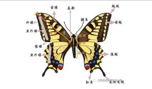 中二班居家活动美工篇"美丽的花 写美篇  了解蝴蝶的身体组成部分