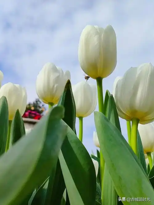 白色,洁白无瑕,清新脱俗,淡雅唯美,给人以纯洁,美好的感觉!