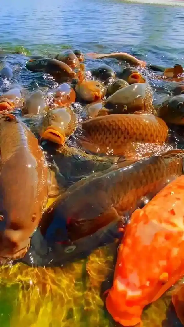好美的鱼在水中游来游去,真美极了.见者发财,年年有余,大吉大 - 抖音