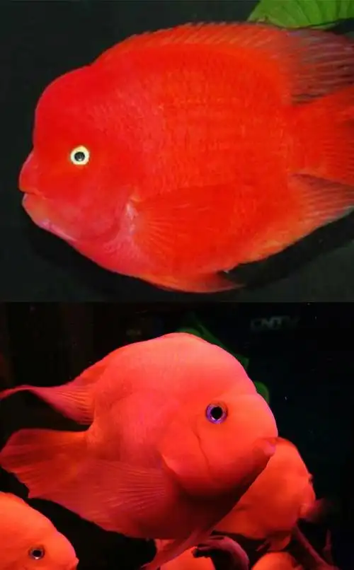 财神鱼鱼元宝血鹦鹉风水鱼龙鱼配鱼活体精挑特级1516公分正宗红财神