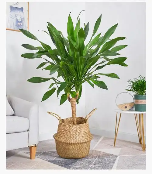 巴西铁盆栽青叶也门铁盆景铁树客厅走廊室内外植物吸甲醛常绿花卉dw单